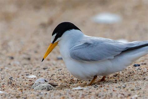 Birds Nesting….Watch Your Step!!! - North Florida Land Trust