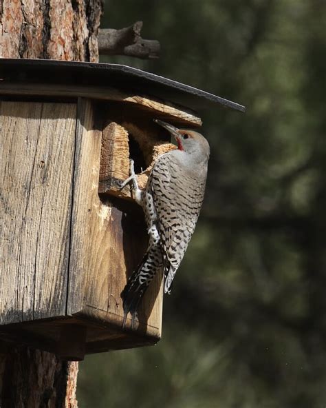 How To Attract Northern Flickers To Your Yard (7 Tips & Tricks)