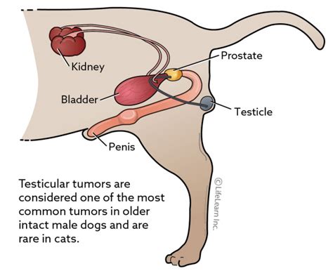 Testicular Tumors | VCA Animal Hospital