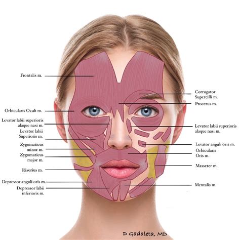 Botulinum toxin type A for the upper face - Rejuvenation Resource