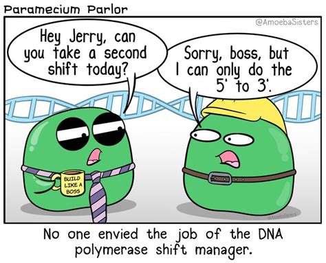 DNA Polymerase Shift Manager | Biology jokes, Biology humor, Biology memes