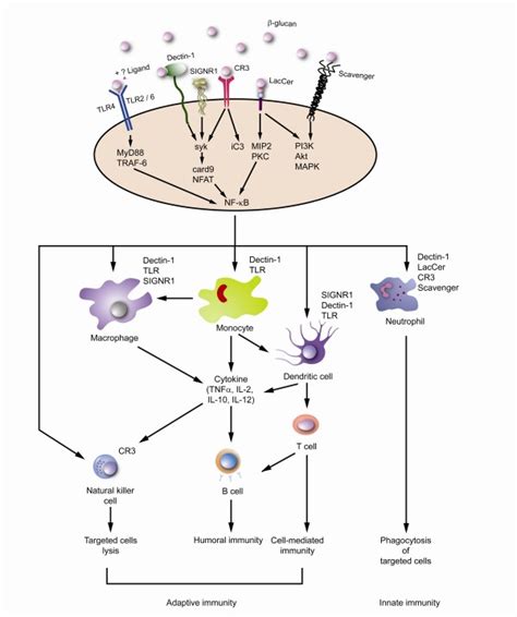 Immune activation induced by β-glucans. β-glucans can act on a variety... | Download Scientific ...