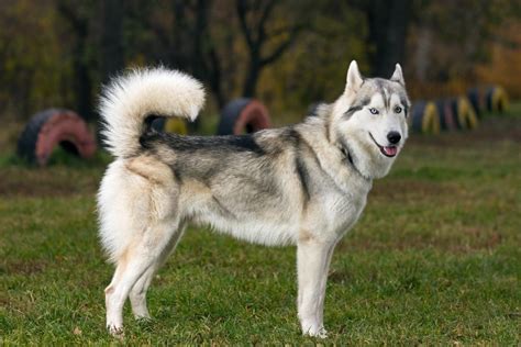 20 Different Types of Huskies You May Not Know | Puplore