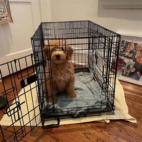 Kong Dog Crate Review (2024 Upd.) Is it Worth Your Money?