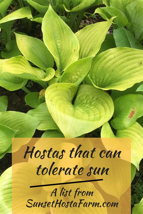 What Are Sun Tolerant Hostas? | Hostas, Hosta gardens, Hosta plants