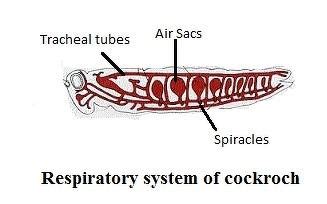 Chapter 10- Respiration in Organisms quick revision notes | class 7th | science – EduGrown School