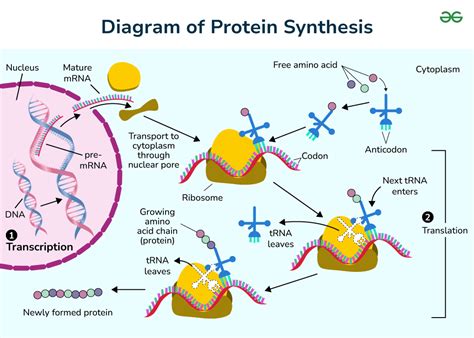 Labeled Diagram of Protein Synthesis - GeeksforGeeks