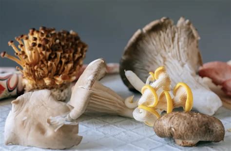 How to grow your own edible mushrooms | abillion