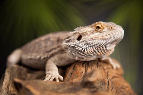 Exotic Pet Spotlight: Caring for Bearded Dragons | Shallowford Animal Hospital