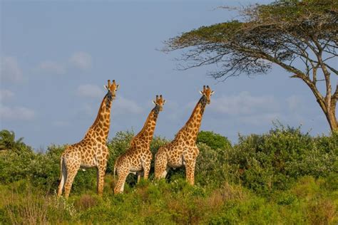 iSimangaliso Wetland Park - Shadows Of Africa