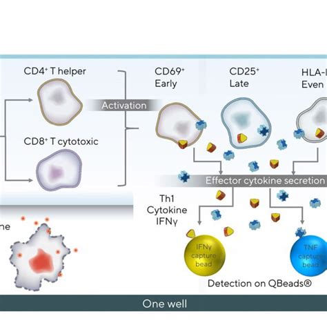 T-Cell Activation | Sartorius