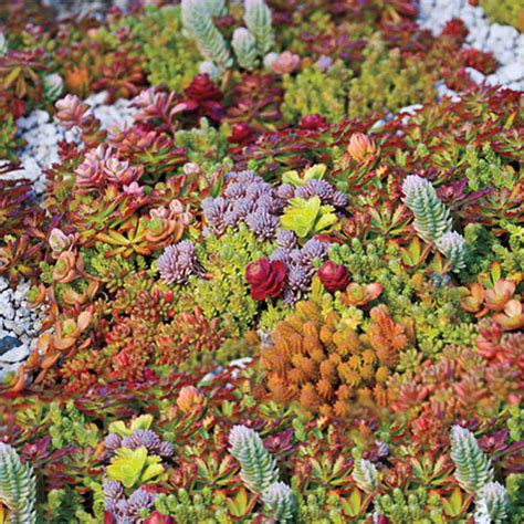 Creeping Blue Sedum - Vibrant Ground Cover | Gurney's