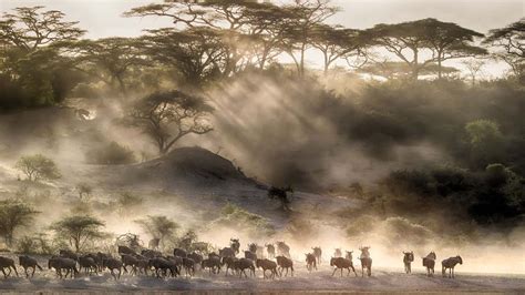 Serengeti National Park Mesmerizing Animal Migration Scenery