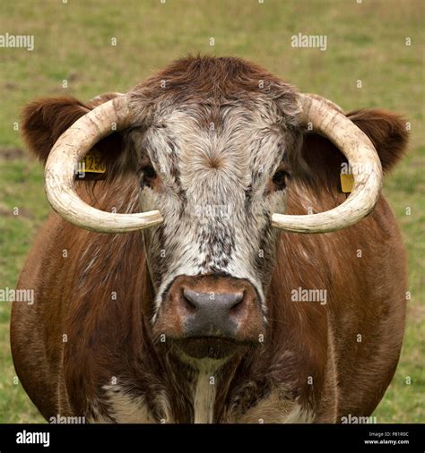 English Longhorn High Resolution Stock Photography and Images - Alamy