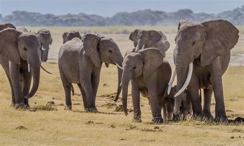 Amboseli national park animals | Kenya Wildlife Safari in Amboseli