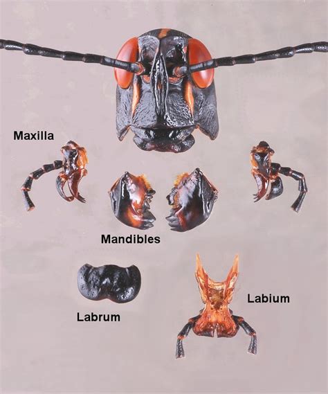 Mouthparts – ENT 425 – General Entomology