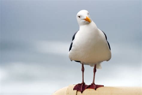 Curious Seagull Stock Photo - Download Image Now - Seagull, Beach ...