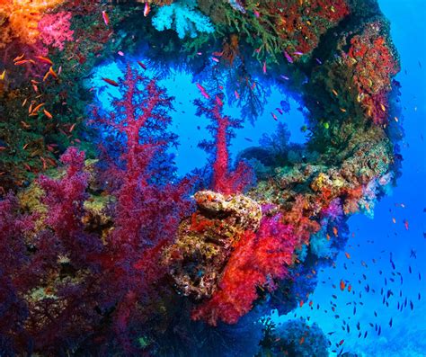 25 Stunning Underwater Photos Of Depths See