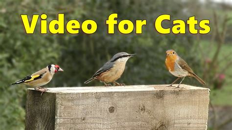 Movies for Cats to Watch Birds ~ Lovely Little Garden Birds - YouTube