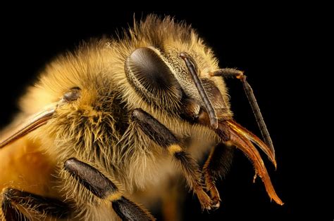 All about honeybees