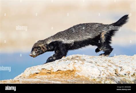 Honey badger standing hi-res stock photography and images - Alamy