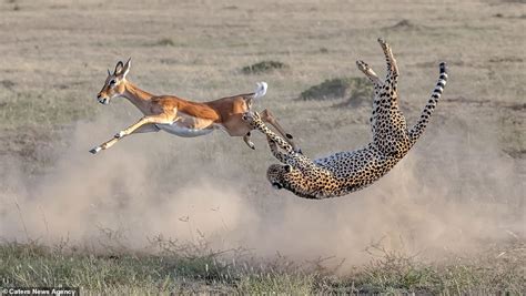 Woolly jumpers! Leaping animals are snapped mid-flight | Daily Mail Online