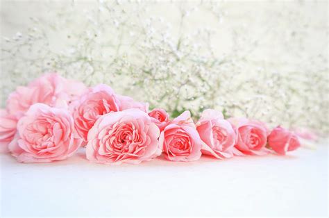 Pink roses on white background. Perfect for background greeting ...