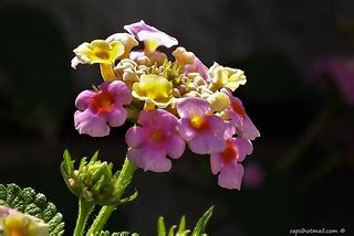 The wonderful nature | Cariaquito morado (Lantana trifolia) | Carlos E ...