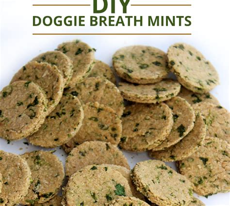 Easy Dog Biscuit Recipes Australia | Besto Blog