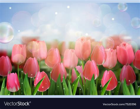 Pink tulips flowers in the garden Royalty Free Vector Image