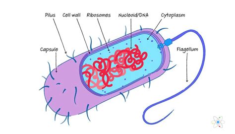 Prokaryotic Cell Structure | Sciencing