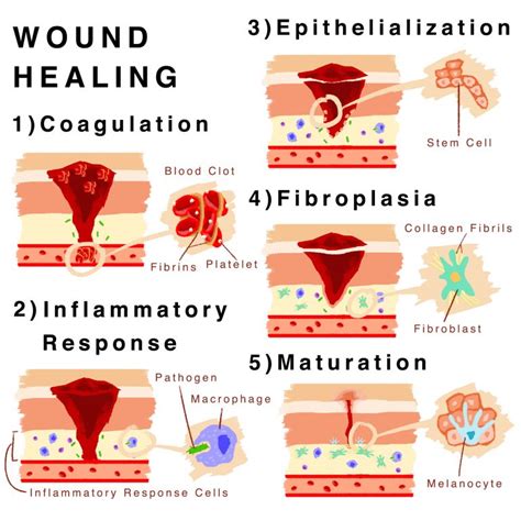 Skin Regeneration in Wound Healing: The Art of Self Preservation – SQ Online