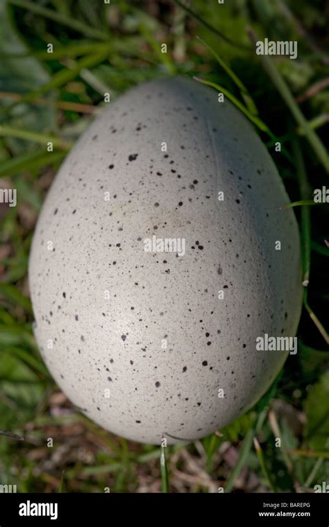 Canada Goose Egg Stock Photo - Alamy