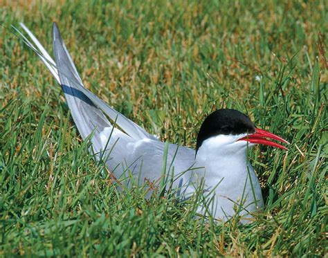 Arctic tern | Migratory, Seabird, Longest Migration | Britannica