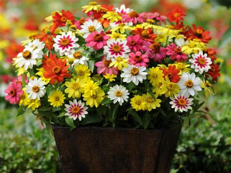 The Best Flowers for Pots in Full Sun | HGTV