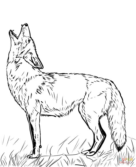 Howling coyote coloring page free printable coloring pages – Artofit