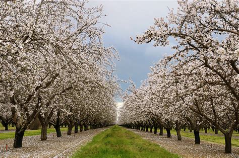 Flowering almond tree grove blossoms in California Photograph by Reimar Gaertner - Fine Art America