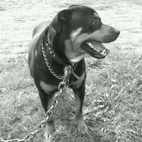 This is my dog Apollo. R.I.P. I love him rottweiler blood hound mix. | Dogs, Rottweiler, Doggy