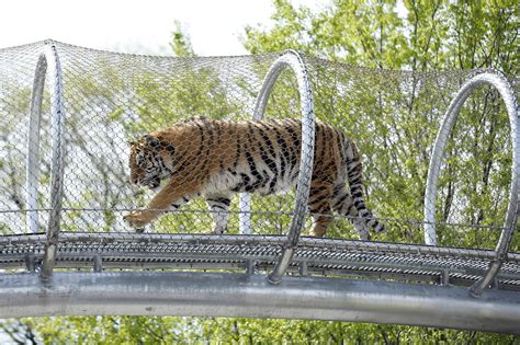 Philadelphia Zoo lets tigers stretch legs on trail - AOL News