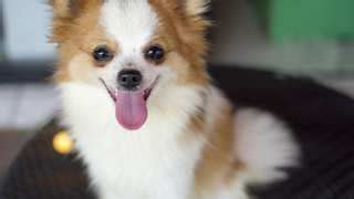 Pomchi Dog Breed » Pomeranian Chihuahua Mix