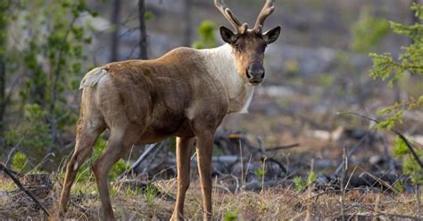 America’s Last Woodland Caribou Herd Is Down to Just Three Animals