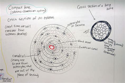 Cartilage and Bone: Compact Bone | A hand drawn sketch by Dr… | Flickr
