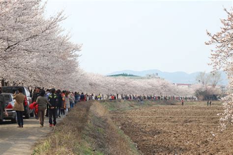 Cherry Blossoms Spots in Daegu - The Most Wonderful Time of the Year in Korea - Tips And News ...