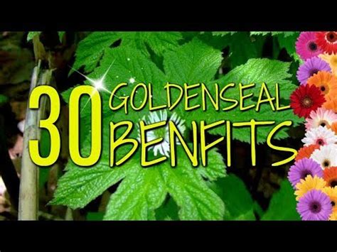 Health Benefits of Goldenseal Root