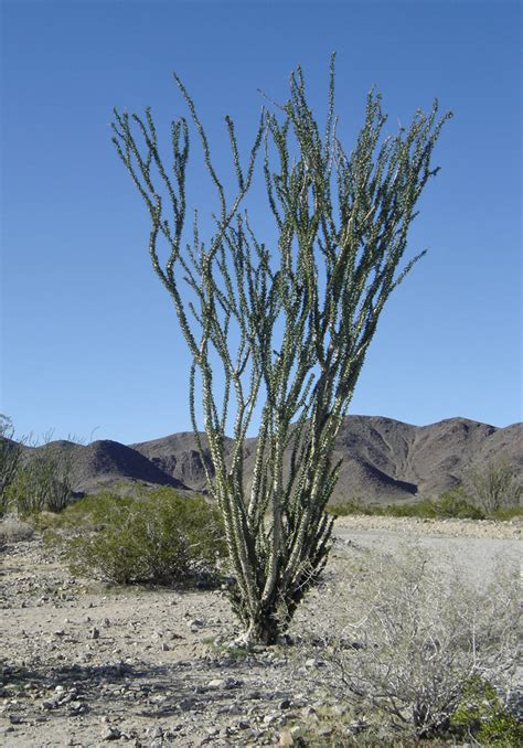 Ocotillo, the California desert - Travel Photos by Galen R Frysinger ...