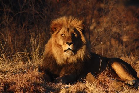 Beautiful Animals Safaris: Amazing Lions: Big Cats Africa's Dangerous ...