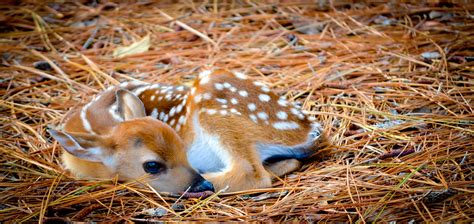 Newborn White Tailed Deer