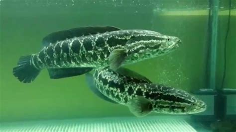 Northern Snakehead / Channa Argus - YouTube