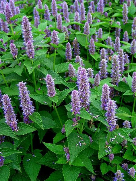 Anise Hyssop, 100 seeds, herb, medicinal, tea, butterfly & hummingbird attractor | Garden layout ...