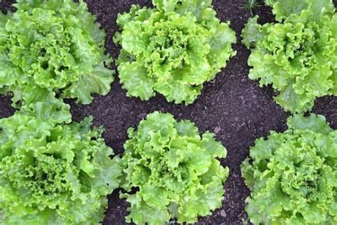 Lettuce Plant Spacing for Optimal Growth – Urban Garden Gal